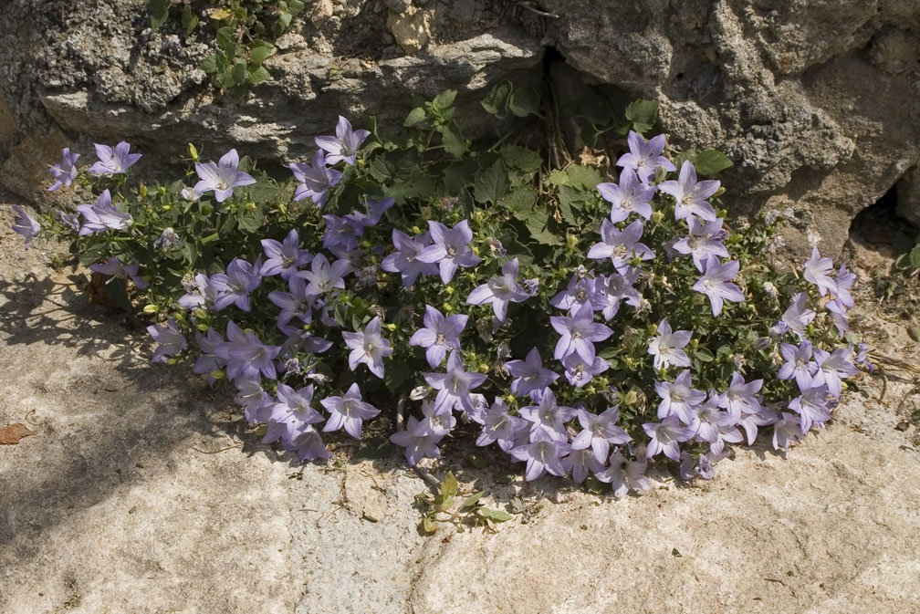 Campanula isophylla / Campanula di Capo Noli